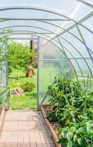 View inside a greenhouse filled with rows of leafy green plants, with sunlight streaming through the curved transparent roof and a garden visible outside. View inside a greenhouse filled with rows of leafy green plants, with sunlight streaming through the curved transparent roof and a garden visible outside.